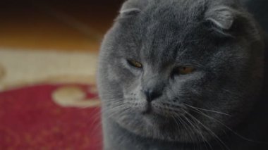 Lop-Eared Briton kedi