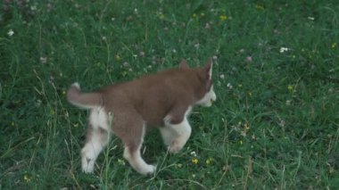 Husky yavrusu üzerinde doğa yürüyüşleri