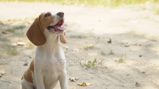 Σκυλιών beagle τι ψάχνει για — Αρχείο Βίντεο