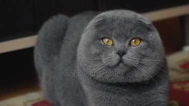 Lop-Eared Briton kedi