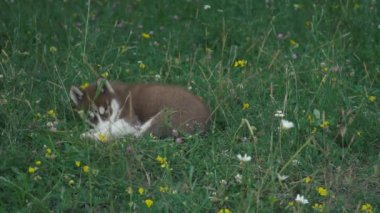 Husky yavrusu üzerinde doğa yürüyüşleri