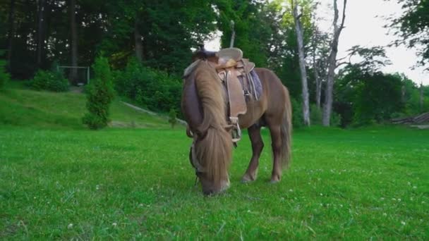 Pony de caballo marrón con una melena grande — Vídeo de stock