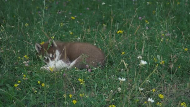 Een pup van husky wandelingen over de aard — Stockvideo