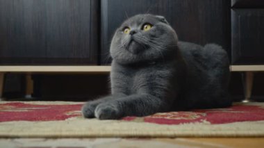 Lop-Eared Briton kedi