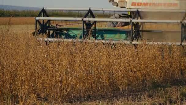 Soja combine harvester — Stockvideo