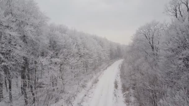 Дорога в морозний ліс — стокове відео