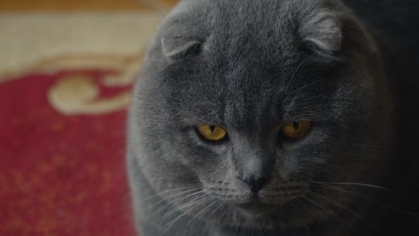 Γάτα κρεμάμενα ωτά Βρετανός — Αρχείο Βίντεο