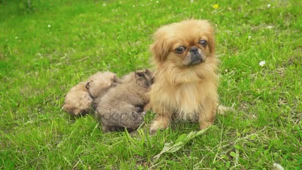 Pekingese Welpen schlafen zusammen — Stockvideo