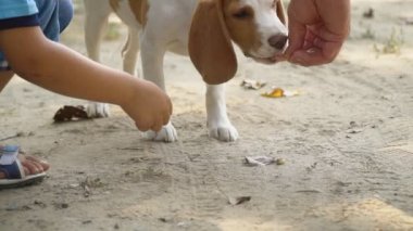Ne aradığını Beagle köpek