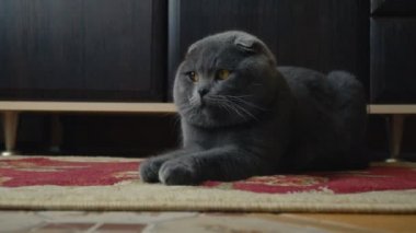 Lop-Eared Briton kedi