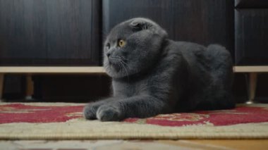 Lop-Eared Briton kedi