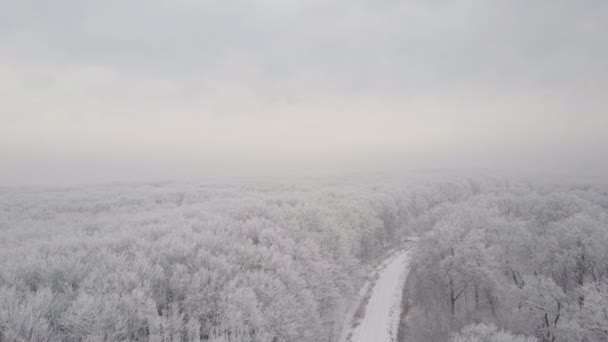 La strada per la foresta gelida — Video Stock