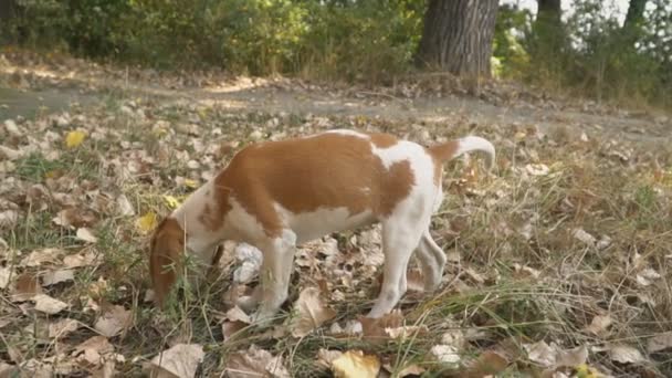 Perro beagle lo que está buscando — Vídeos de Stock