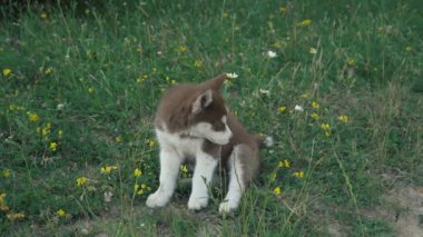 Husky yavrusu üzerinde doğa yürüyüşleri