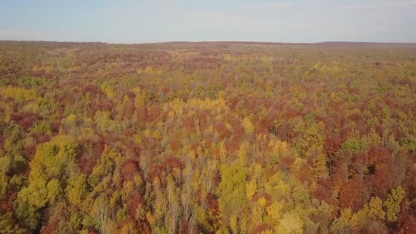 Teich im Herbstwald — Stockvideo
