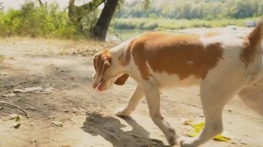 Ne aradığını Beagle köpek
