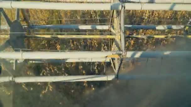Soybean combine harvester — Stock Video