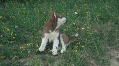 Husky yavrusu üzerinde doğa yürüyüşleri