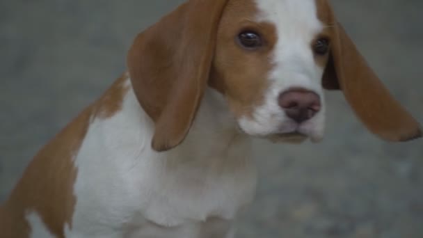 Pes beagle v přírodě — Stock video