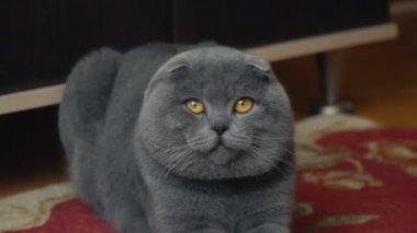 Lop-Eared Briton kedi