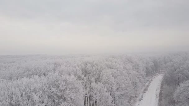 Vägen till skogen frostig — Stockvideo