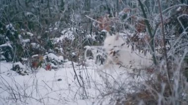 Sarı saçlı Husky doğurmak köpek