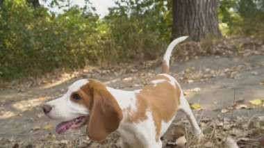 Ne aradığını Beagle köpek