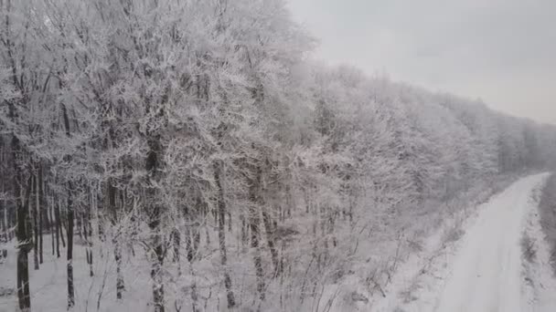 La strada per la foresta gelida — Video Stock