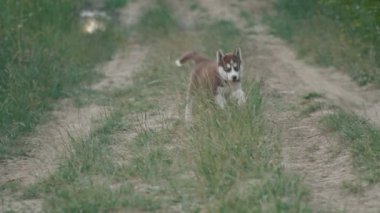 Husky yavrusu üzerinde doğa yürüyüşleri