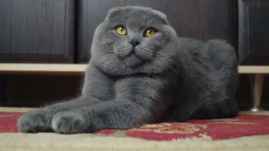 Lop-Eared Briton kedi