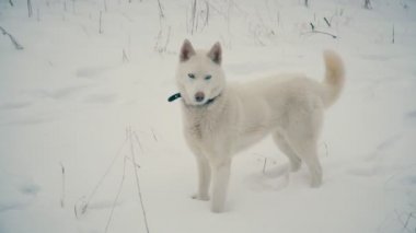 Sarı saçlı Husky doğurmak köpek