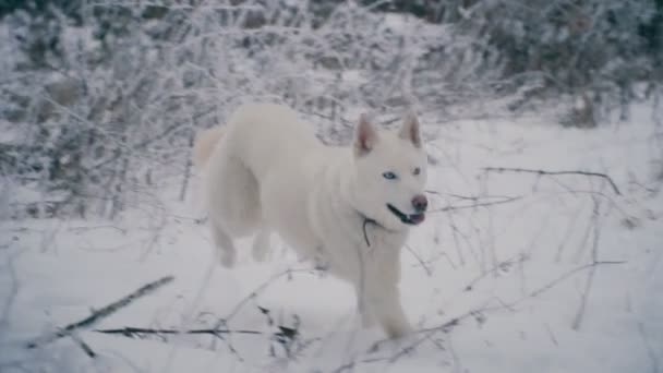 En gul långhåriga Husky rasen hund — Stockvideo