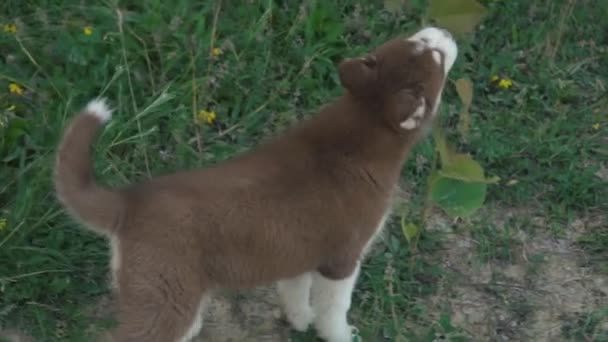 Um cachorro de passeios husky na natureza — Vídeo de Stock