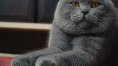 Lop-Eared Briton kedi