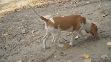 Ne aradığını Beagle köpek