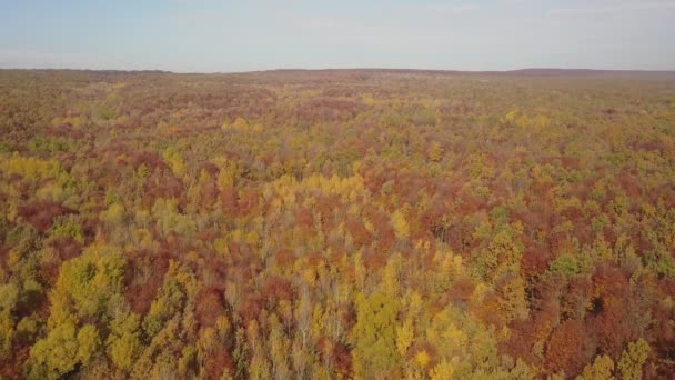 Stagno nella foresta autunnale — Video Stock