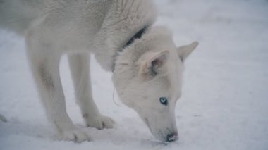 Sarı saçlı Husky doğurmak köpek