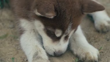 Husky yavrusu üzerinde doğa yürüyüşleri