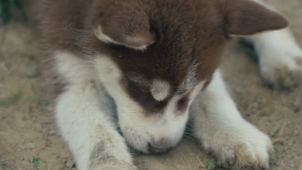 Un cachorro de husky pasea por la naturaleza — Vídeos de Stock