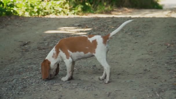 Cão beagle o que ele está procurando — Vídeo de Stock