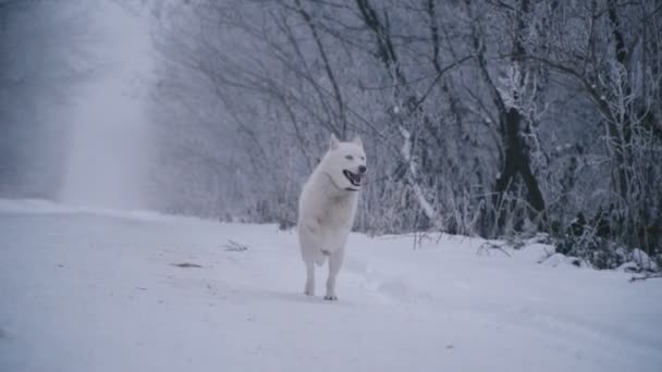 Um cão de raça Husky de cabelos amarelos — Vídeo de Stock