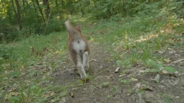 Een pup van husky wandelingen over de aard — Stockvideo