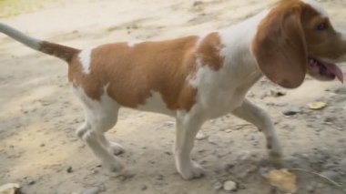 Ne aradığını Beagle köpek