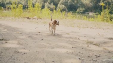 Ne aradığını Beagle köpek