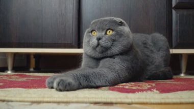 Lop-Eared Briton kedi