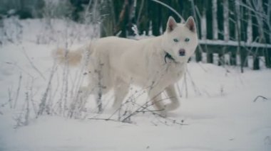 Sarı saçlı Husky doğurmak köpek