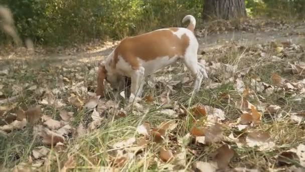 Pes beagle, co se dívá — Stock video