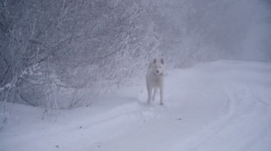 Sarı saçlı Husky doğurmak köpek