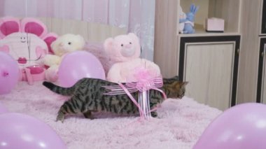 yatakta bir yay ile kedi