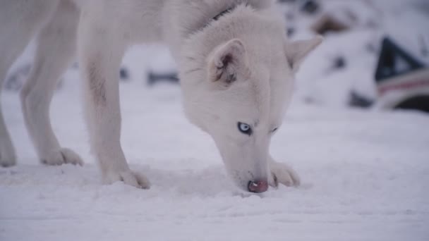 Plavovlasého plemene Husky pes — Stock video